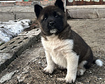 Собаки в Мелеузе: Щенок Американской Акиты Девочка, 15 000 руб. - фото 1