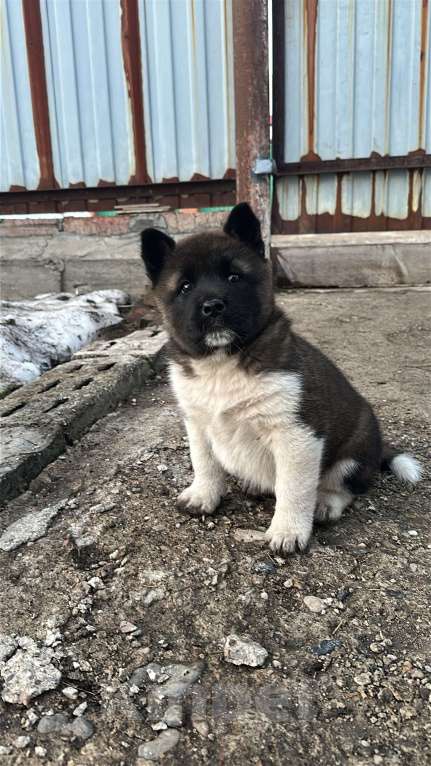Собаки в Мелеузе: Щенок Американской Акиты Девочка, 15 000 руб. - фото 1