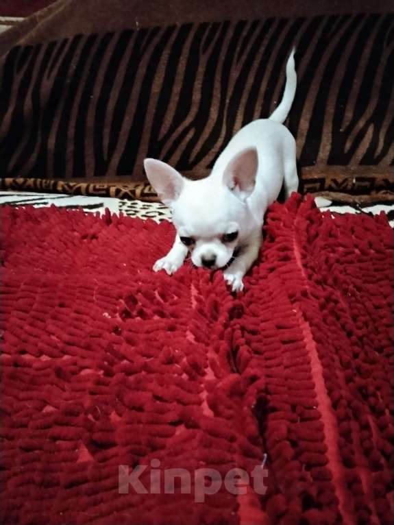 Собаки в Орле: Мальчик белого цвета, как папа Мальчик, 30 000 руб. - фото 1