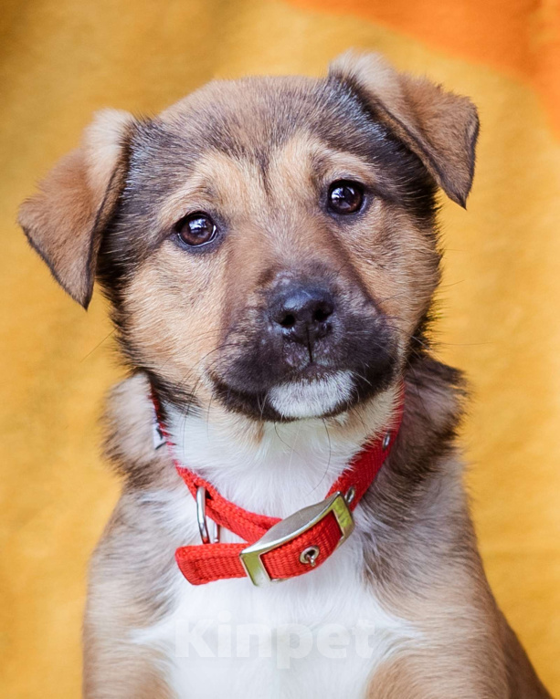 Собаки в Москве: Щенки в приюте срочно ищут дом Девочка, Бесплатно - фото 6