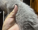 Кошки в Твери: Котята мейн-кун Девочка, 1 500 руб. - фото 1