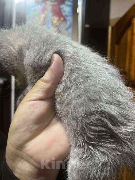 Кошки в Твери: Котята мейн-кун Девочка, 1 500 руб. - фото 1