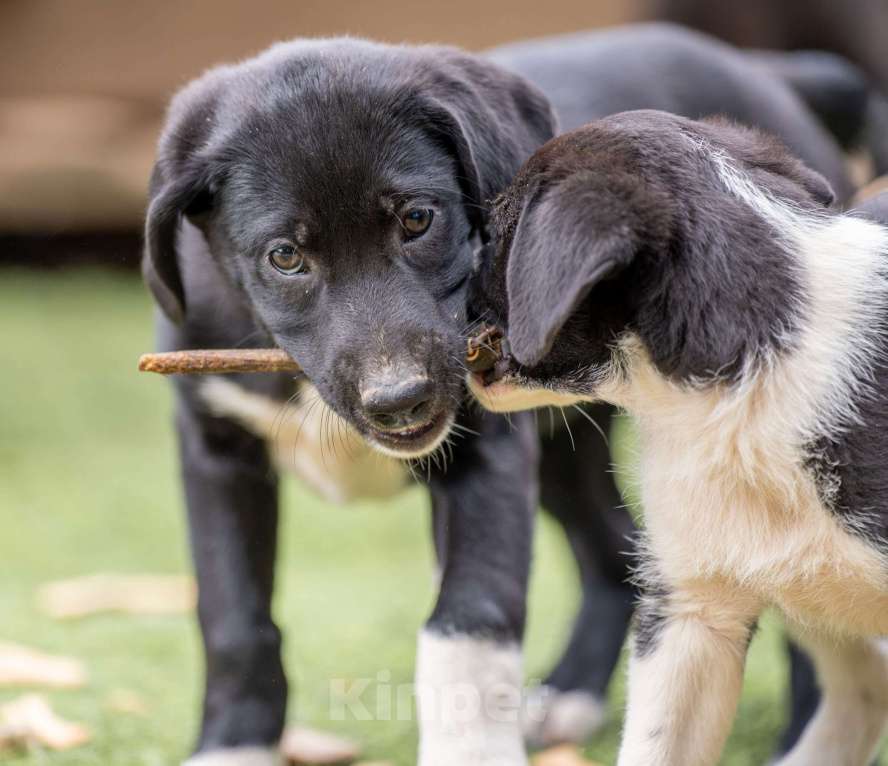 Собаки в Москве: Лори Девочка, Бесплатно - фото 5
