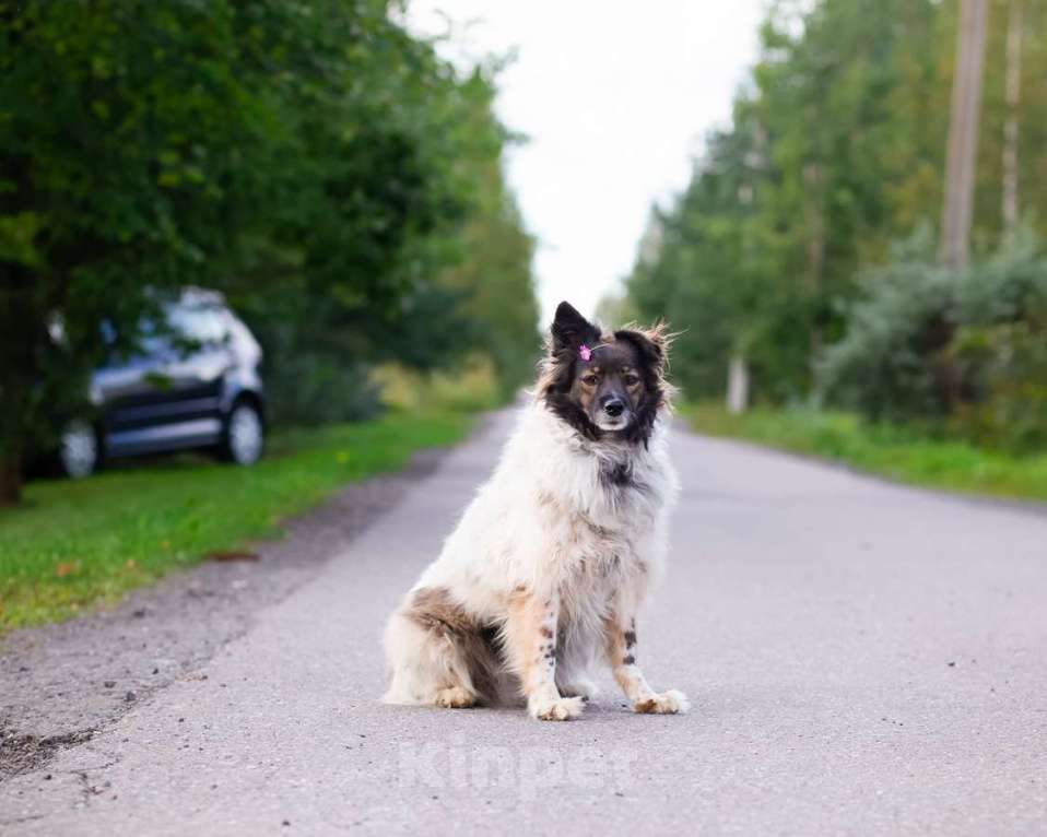 Собаки в Санкт-Петербурге: Хорошенькая диванная собачка Девочка, Бесплатно - фото 7