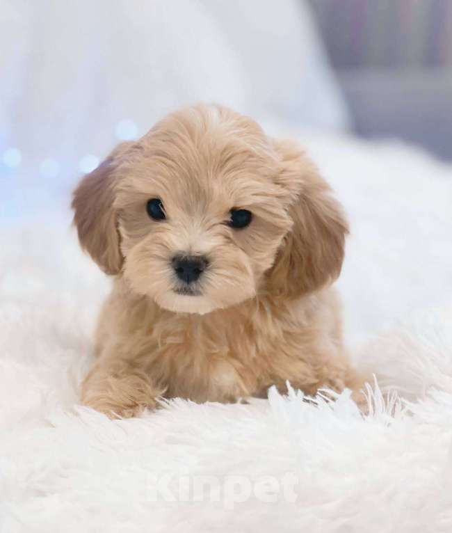 Собаки в Москве: Малыш Мальтипу f1 Мальчик, 110 000 руб. - фото 6