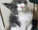Кошки в Перми: Котенок Мейн Кун Девочка, 40 000 руб. - фото 1
