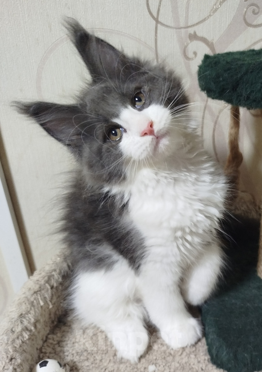 Кошки в Перми: Котенок Мейн Кун Девочка, 40 000 руб. - фото 1