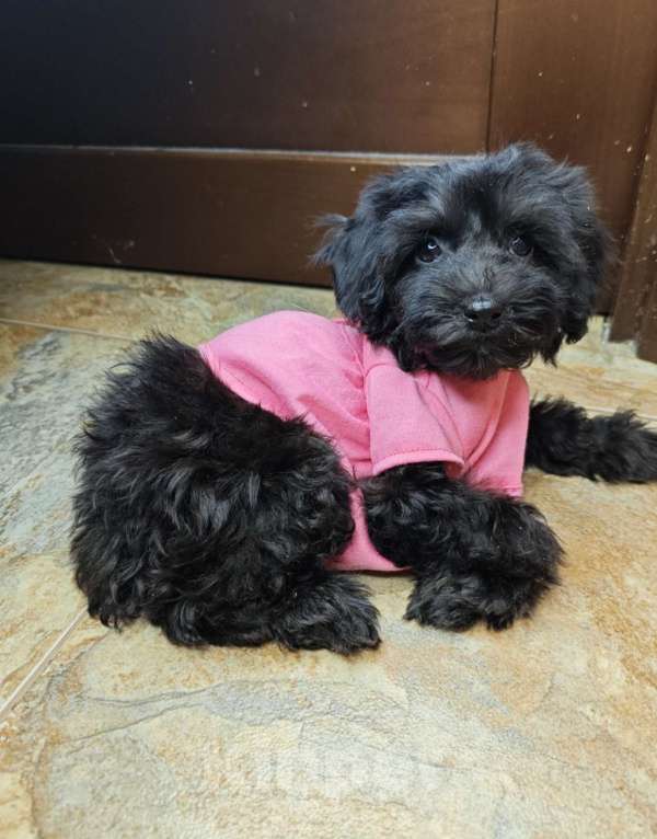 Собаки в Москве: Мальтипу черный жемчуг  Девочка, 110 000 руб. - фото 3