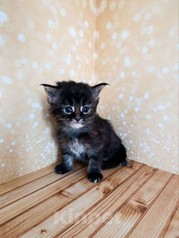 Кошки в Москве: Хлоя Девочка, 75 000 руб. - фото 1