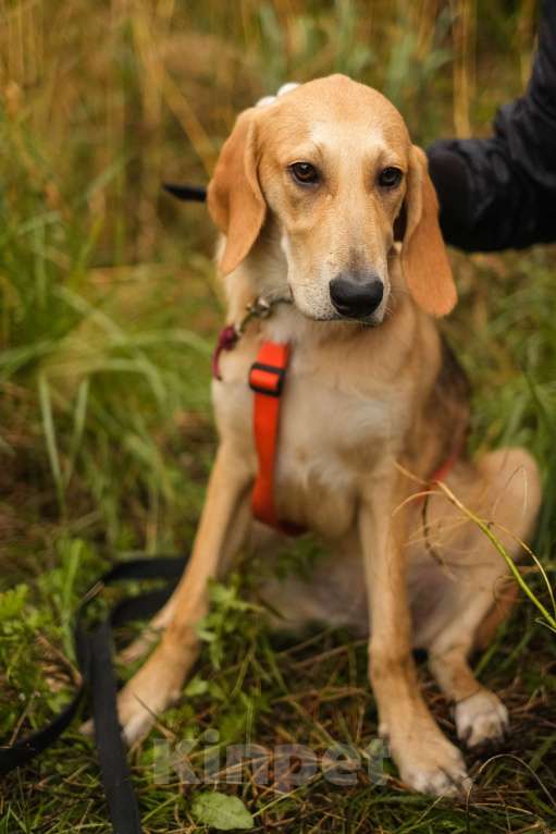 Собаки в Санкт-Петербурге: Русская гончая, щенок Рона из приюта Девочка, Бесплатно - фото 3
