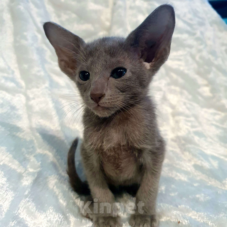 Кошки в Ковровом: ориентальные котята Девочка, 30 000 руб. - фото 6