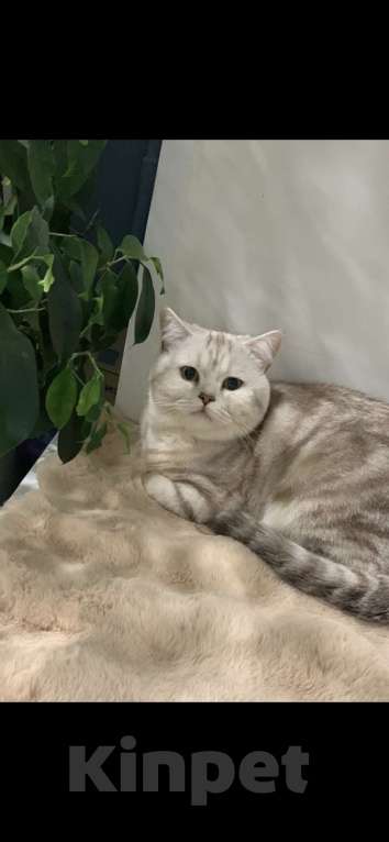 Кошки в Москве: Британский короткошёрстный котёнок Мальчик, 20 000 руб. - фото 4