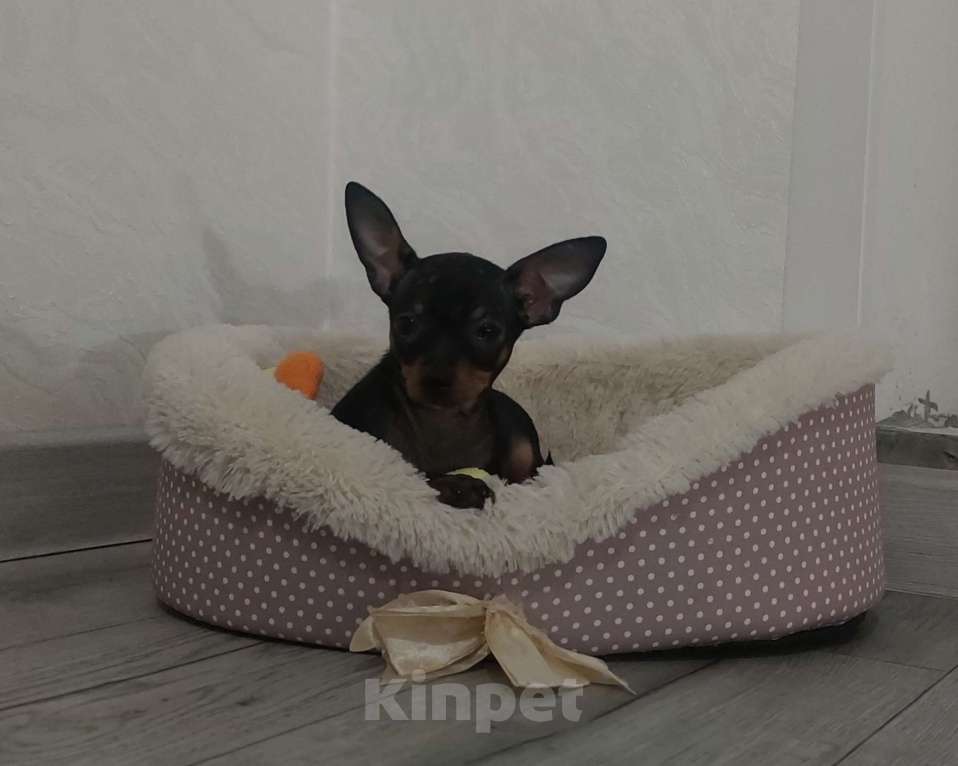 Собаки в Москве: Мальчик тоя стандартного размера Мальчик, 30 000 руб. - фото 2