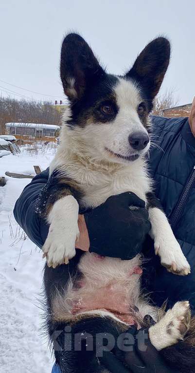 Собаки в Касли: Вельш-Корги Кардиган Разнополые, Бесплатно - фото 9