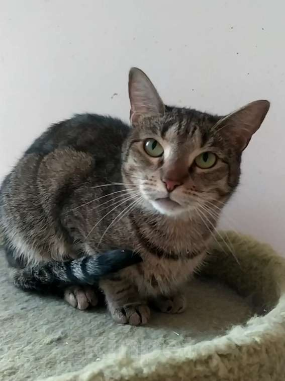 Кошки в Санкт-Петербурге: Маняша из приюта в добрые руки Девочка, Бесплатно - фото 1