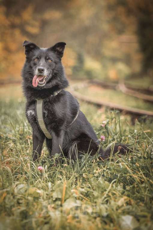 Собаки в Москве: Ника собака из приюта в поиске дома Девочка, Бесплатно - фото 8