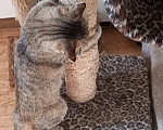 Кошки в Зеленогорске: Кошка Мурка ищет новый дом Девочка, Бесплатно - фото 2