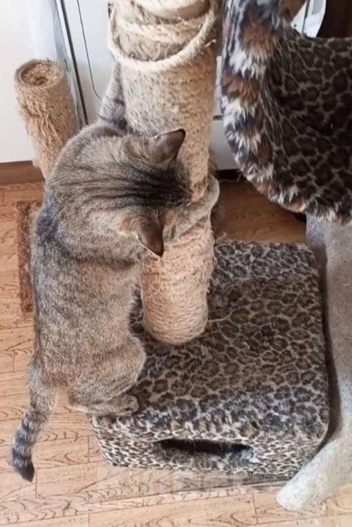 Кошки в Зеленогорске: Кошка Мурка ищет новый дом Девочка, Бесплатно - фото 2