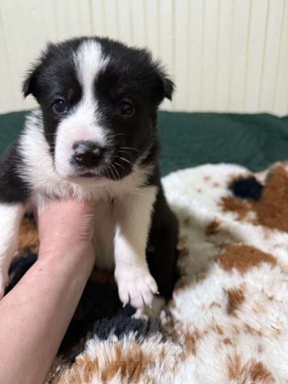 Собаки в других городах Московской области: Флойд Мальчик, 100 руб. - фото 8