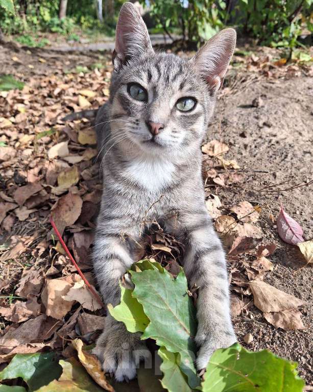 Кошки в Москве: Малыш ищет дом! Мальчик, Бесплатно - фото 5