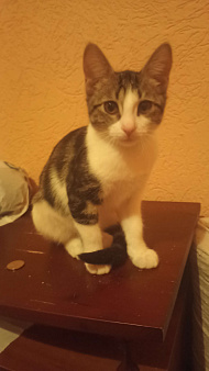 Котенок в добрые руки