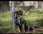 Собаки в Москве: Щенки-подростки в дар, Бесплатно - фото 2