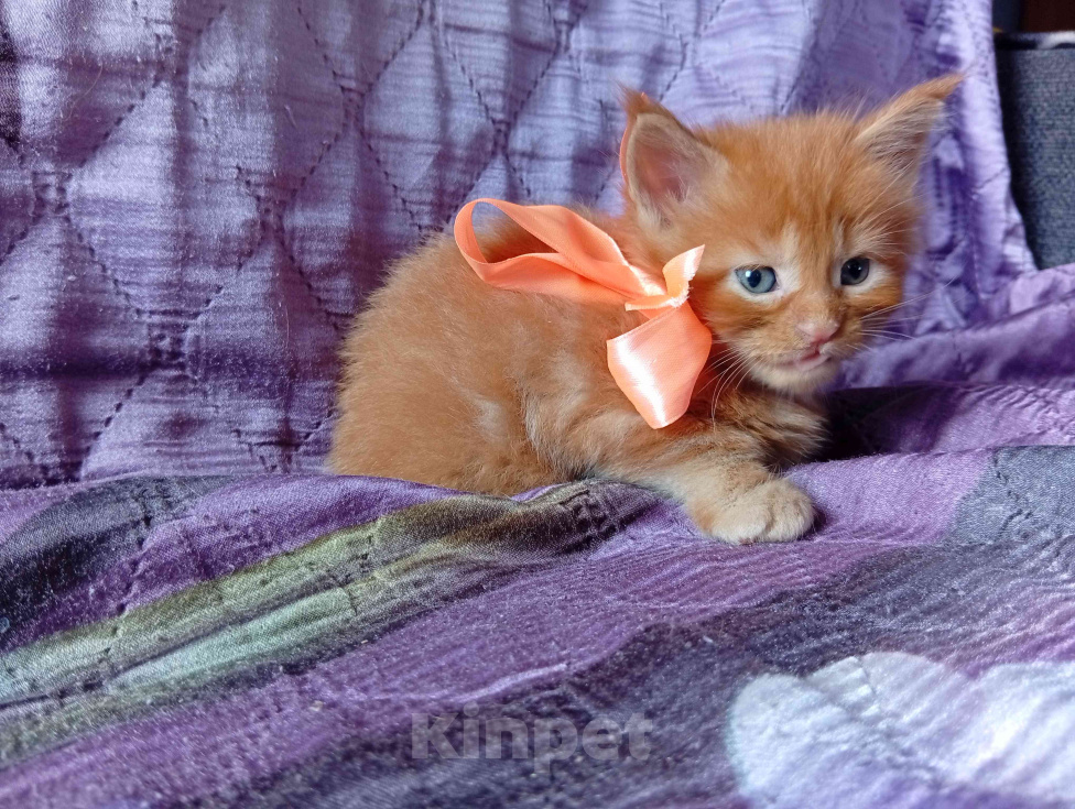 Кошки в Омске: Котята породы мейн-кун Девочка, 10 000 руб. - фото 2