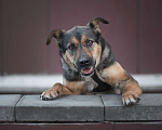 Собаки в Москве: Черешня, 4 года Девочка, Бесплатно - фото 4