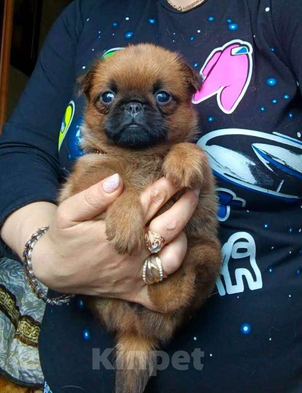 Собаки в Москве: Клубная девочка малый брабансон Девочка, 65 000 руб. - фото 5