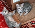 Кошки в Омске: Шотландская короткошерстная(котенок) Разнополые, Бесплатно - фото 3