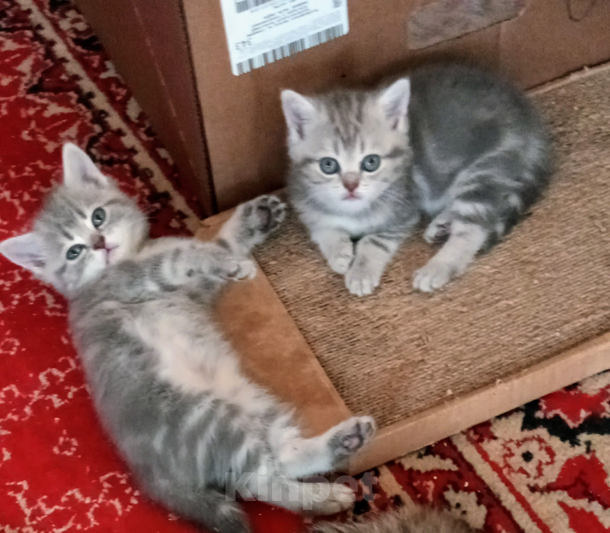 Кошки в Омске: Шотландская короткошерстная(котенок) Разнополые, Бесплатно - фото 3