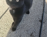 Кошки в Майкопе: Котята ищут семью Мальчик, Бесплатно - фото 3