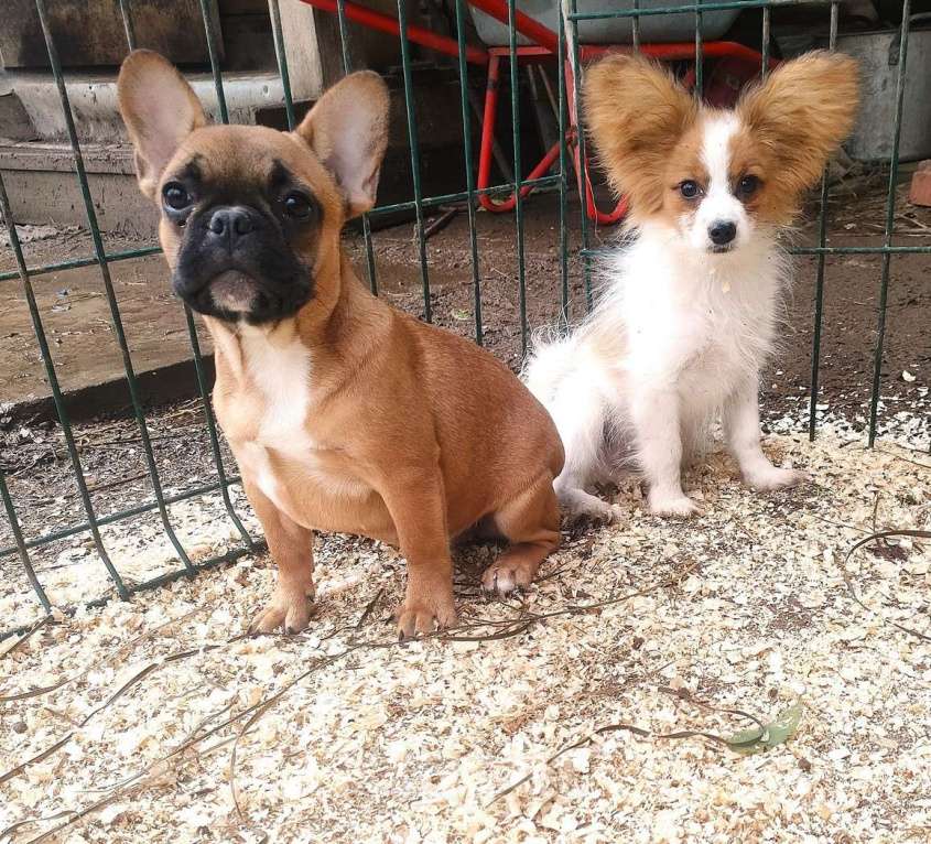 Собаки в Красноармейске: Девочки французкого бульдога Девочка, 30 000 руб. - фото 4