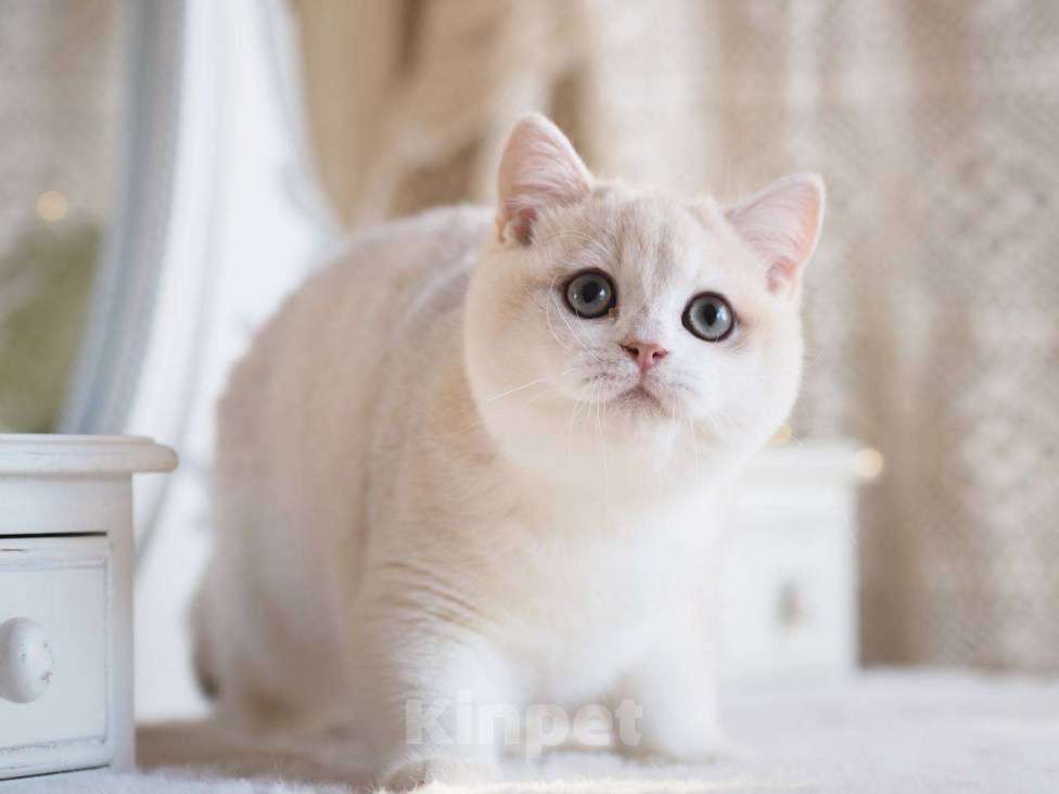 Кошки в Москве: Британский котенок Алюр Мальчик, 150 000 руб. - фото 10