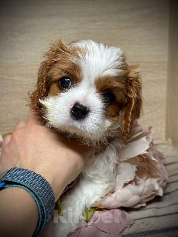 Собаки в Нижнем Новгороде: Кавалер кинг чарльз спаниель девочка Девочка, 120 руб. - фото 4