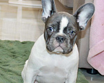 Собаки в Москве: Французские бульдоги Девочка, 100 000 руб. - фото 1