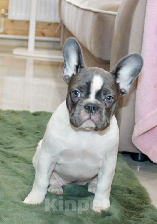 Собаки в Москве: Французские бульдоги Девочка, 100 000 руб. - фото 1