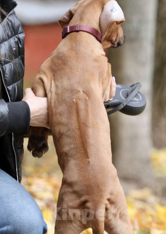 Собаки в Москве: Щенок родезийского риджбека Девочка, 120 000 руб. - фото 5