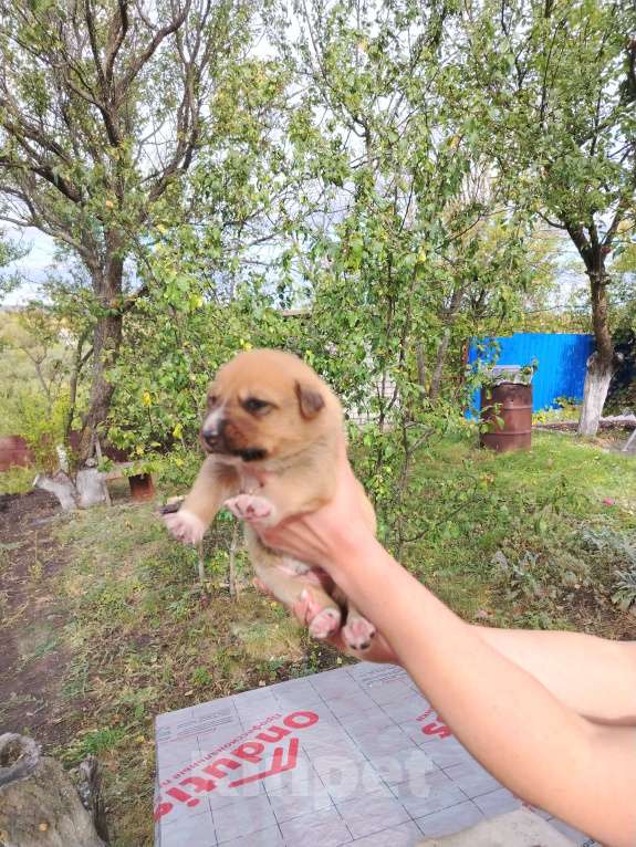 Собаки в Воронеже: Красивые щенки в добрые руки Мальчик, Бесплатно - фото 5