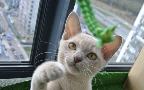 Котята европейской бурмы