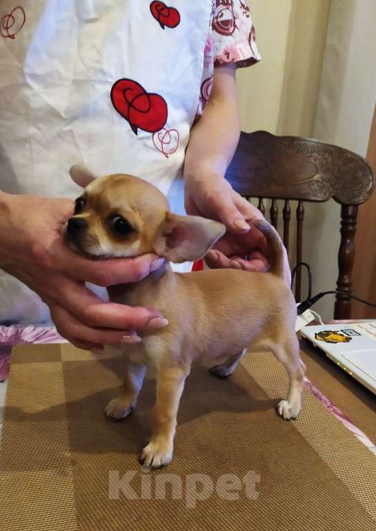 Собаки в Москве: Рыжая небольшая красавица  Девочка, 60 000 руб. - фото 10
