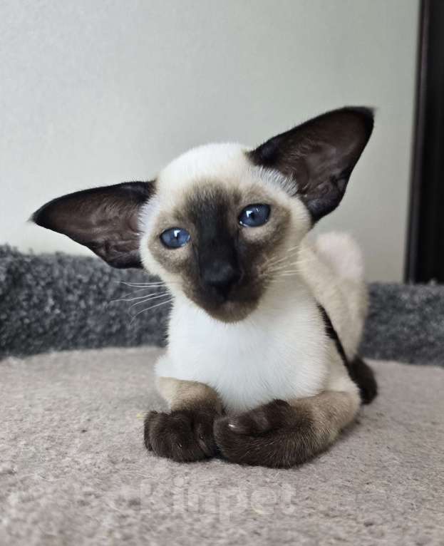 Кошки в Хабаровске: Ориентальный котенок Мальчик, 120 000 руб. - фото 1