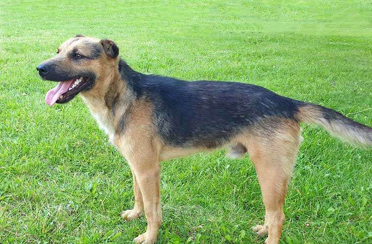 Собаки в Краснодаре: Ищет дом молодой пес Толик, воплощение дружелюбия  Мальчик, 10 руб. - фото 5