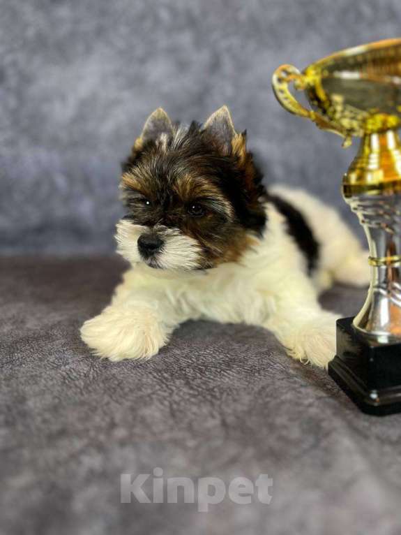 Собаки в Вологде: Щенок бивер терьера Дэйви. Плюшевый медвежонок в качестве домашнего любимца. Мальчик, 45 000 руб. - фото 2