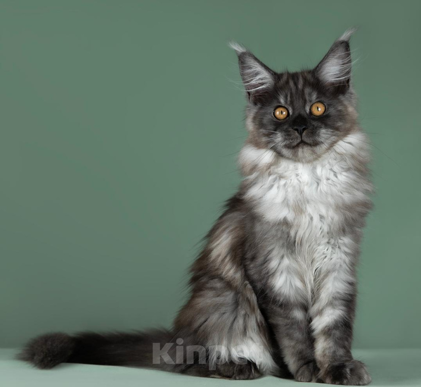 Кошки в Видном: Котенок мейн-кyн Алиса, Черная Жемчужина, Чудо с кисточками 🤍🤍🤍 Девочка, 50 000 руб. - фото 5