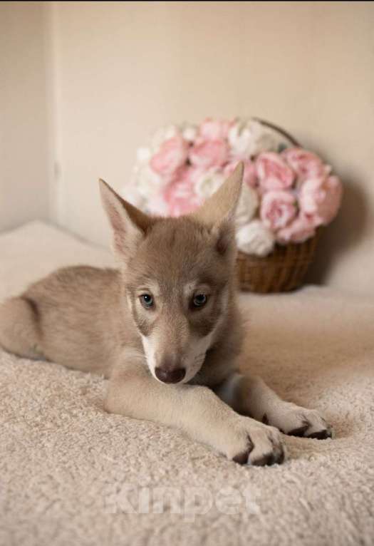 Собаки в Санкт-Петербурге: Белль волчья собака Саарлоса Девочка, 120 000 руб. - фото 1