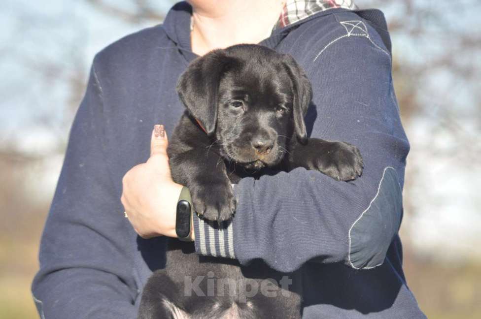 Собаки в Ижевске: Щенки лабрадора ретривера! Мальчик, 60 000 руб. - фото 1
