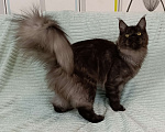 Кошки в Москве: Мальчик черный дым полидакт Мальчик, 100 000 руб. - фото 7