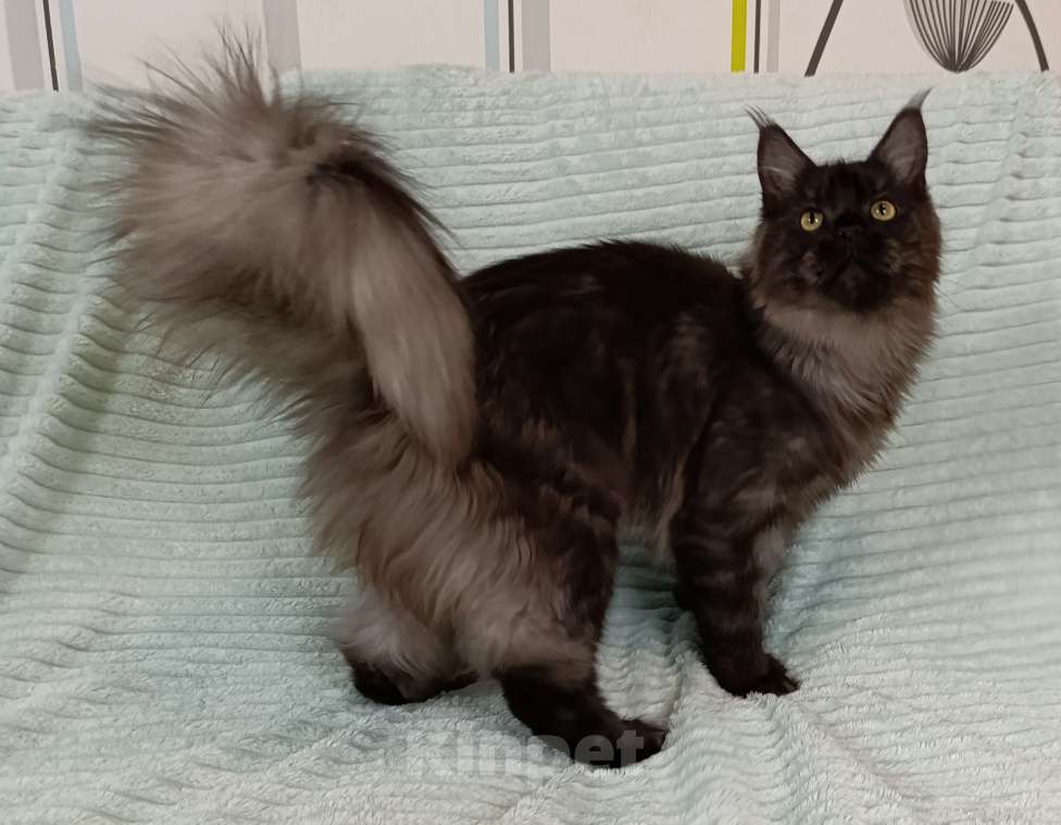 Кошки в Москве: Мальчик черный дым полидакт Мальчик, 100 000 руб. - фото 7