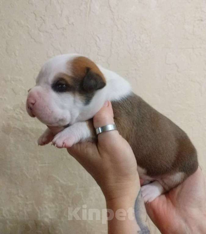 Собаки в Москве: Шикарный парень амстаффа  Мальчик, 80 000 руб. - фото 3